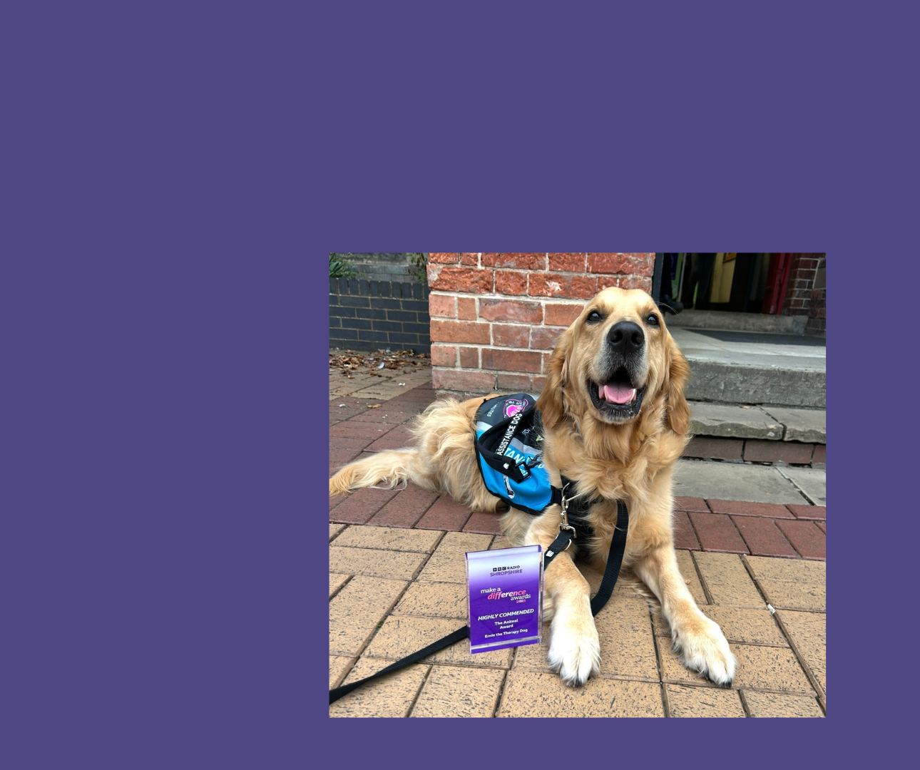 Ernie the therapy dog honoured in BBC’s Make a Difference Award Image