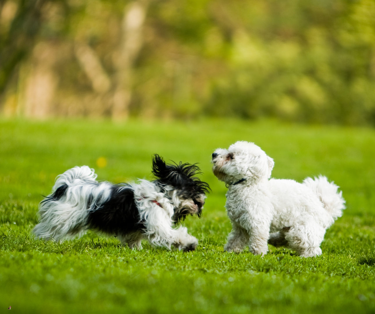 Lightmoor Village fun dog show Image